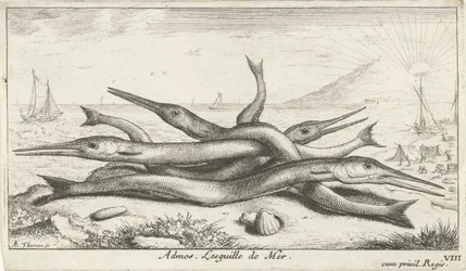 Fastgjort på stranden Admos. Lesguille de Mer. (titel på objekt) Fisk og andre havdyr - saltvands tredje serie (serietitel) Poissons de mer (serietitel)