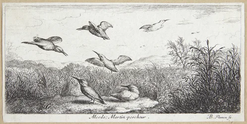 Isfuglen (Alcedo)