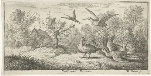 Landskab med skovsnepper; Rusticula. Becasse. (titel på objektet); Fuglebog (serietitel); Livre d