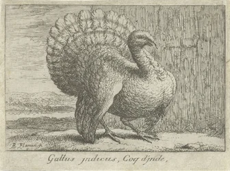 Landschap met kalkoen Gallus indicus, Coq d