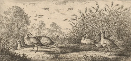 Perdix rubra, Perdix rouge Den rødbenede agerhøne: Livre d
