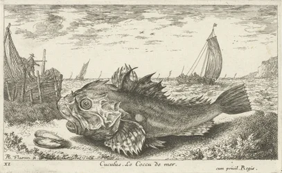 Poon på stranden Cuculus. Le Coccu de mer (titel på objekt) Fisk og andre havdyr - saltvands første serie (serietitel) Diverse Especes de Poissons de mer (serietitel)