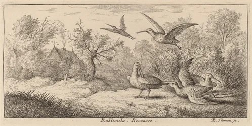 Rusticula, skovsneppen