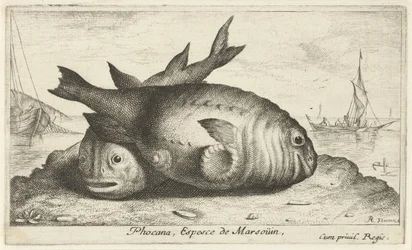 To marsvin på stranden Phoca Na, Espèce de Marsoüin, (titel på objekt) Fisk og andre havdyr - saltvands tredje serie (serietitel) Poissons de mer (serietitel)