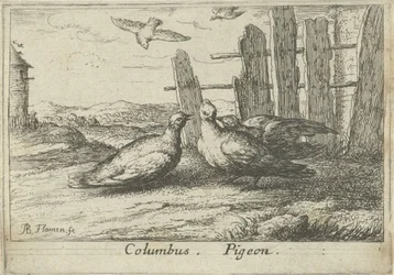 To duer ved et hegn Columbus. Due. (titel på objekt) Tretten fuglearter (serietitel) Diuersae Auium Specie (serietitel)