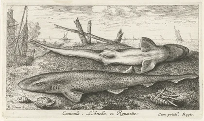 To hundehaj på stranden canicula. L