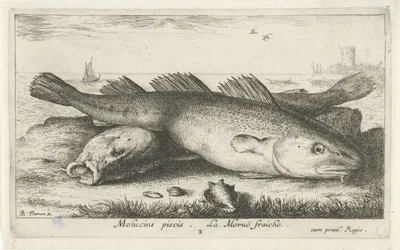 To torsk på stranden Molucius piscis. Le Morue Fraiche. (titel på objekt) Fisk og andre havdyr - saltvands anden serie (serietitel) Poissons de mer (serietitel)