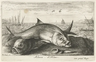 To må fiske på stranden alausa. L