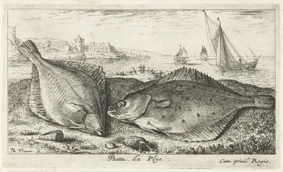 To fladfisk på stranden psetta. La Plye. (titel på objekt) Fisk og andre havdyr - saltvands anden serie (serietitel) Poissons de mer (serietitel)