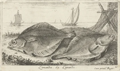 To dupper på stranden limanda. La Limande. (titel på objekt) Fisk og andre havdyr - saltvands tredje serie (serietitel) Poissons de mer (serietitel)