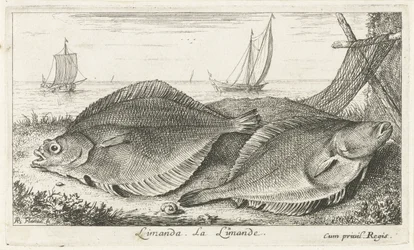 To dupper på stranden limanda. La Limande. (titel på objekt) Fisk og andre havdyr - saltvands tredje serie (serietitel) Poissons de mer (serietitel)