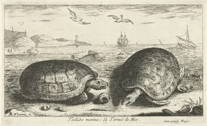 To skildpadder på stranden Testudo lystbådehavn; La Tortuë de Mer (titel på objekt) Fisk og andre havdyr - saltvands anden serie (serietitel) Poissons de mer (serietitel)