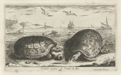 To skildpadder på stranden Testudo lystbådehavn; La Tortuë de Mer (titel på objekt) Fisk og andre havdyr - saltvands anden serie (serietitel) Poissons de mer (serietitel)