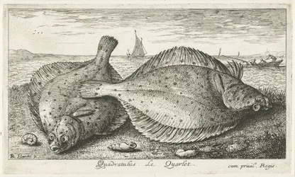 To rødspætter på stranden Quadratulus. LeQuarlet. (titel på objekt) Fisk og andre havdyr - saltvands tredje serie (serietitel) Poissons de mer (serietitel)