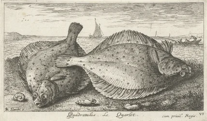 To rødspætter på stranden Quadratulus. LeQuarlet. (titel på objekt) Fisk og andre havdyr - saltvands tredje serie (serietitel) Poissons de mer (serietitel)