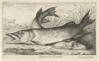 To gedder på en flodbred Lucius. Le Brochet. (titel på objekt) Fisk og andre havdyr - ferskvands første serie (serietitel) Diverse Especes de Poissons d