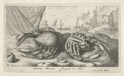 To edderkoppekrabber nær et fiskenet Araneus Marinus Aragnée de Mer (titel på objektet) Fisk og andre havdyr - saltvands anden serie (serietitel) Poissons de mer (serietitel)