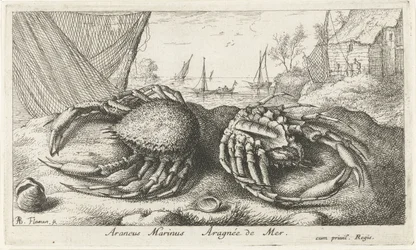 To edderkoppekrabber nær et fiskenet Araneus Marinus Aragnée de Mer (titel på objektet) Fisk og andre havdyr - saltvands anden serie (serietitel) Poissons de mer (serietitel)