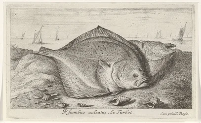 To pighvar på stranden Rhombus acleatus. Le Pighvar. (titel på objekt) Fisk og andre havdyr - saltvands tredje serie (serietitel) Poissons de mer (serietitel)