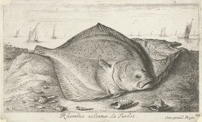 To pighvar på stranden Rhombus acleatus. Le Pighvar. (titel på objekt) Fisk og andre havdyr - saltvands tredje serie (serietitel) Poissons de mer (serietitel)