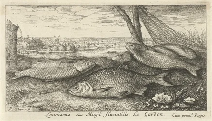 Fire skaller i et fiskenet Leuciscus siue Mugil fluuiatilus. Le Gardon. (titel på objekt) Fisk og andre havdyr - ferskvands første serie (serietitel) Diverse Especes de Poissons d