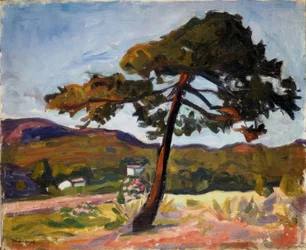 Fyrretræ i St. Tropez