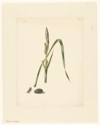 Studie af iris med larve, under en kokon og spundet larve