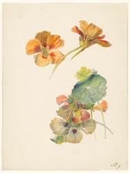 Studieark med nasturtiums