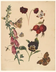 Studieark med blomster og sommerfugle