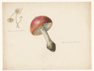 Studieark med svampe, Amanita Rubescens og Marasmius Rotula