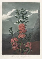 Floratemplet eller Naturens Have: Det smalbladede Kalmia