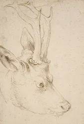 Hoved af en råbuk, 1503