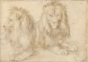 To siddende løver - Tegning af Albrecht Durer (1471-1528)
