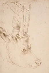 Tete de chevreuil han - Dessin de Albrecht Durer (1471-1528), vers 1503 - Head of a Roebuck - Pen og pensel, gråt og brunt blæk på papir af Albrecht Durer (1471-1528), ca1503 - 22,8x15,3 cm - Nelson-Atkins Museum of Art, Kansas City, Missouri