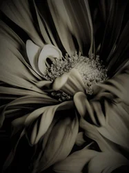 Indre rum, 2019, (fotografi)