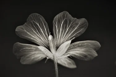 klarhed, 2019, (fotografi)