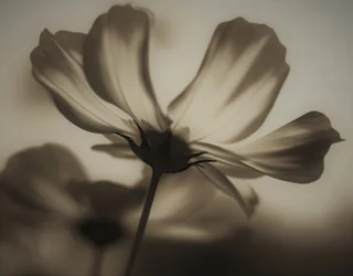 naturlig røntgen, 2019, (fotografi)