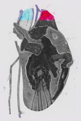 Gennemsnit