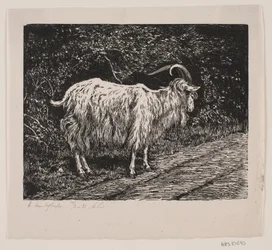 En gedebuk