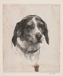 Et hundehoved