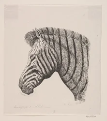 Hoved af en Zebra