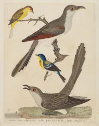 Carolina Gøg, Sortnæbbet Gøg, Blå Gulrygget Sanger og Gul..., pub. 1808-1814.