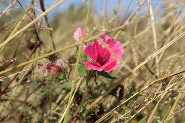 Blomstre i vinden