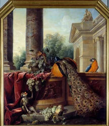 Stilleben med påfugl, en papegøje, en abe og drueklaser. 18. århundrede. 2,05 x 1,8 m, Lyon, Musée des Beaux-Arts