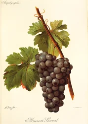 Muscat Lierval drue af A. Kreyder