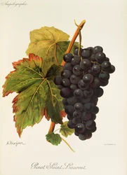 Pinot Saint Laurent drue af A. Kreyder