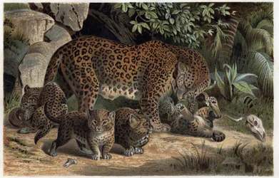 Panthere and its young - Panthera, fra "Brehm