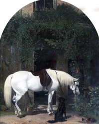 Hvid hest og retriever