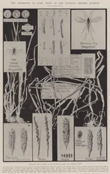 Udstillingen af majsskadedyr på Naturhistorisk Museum