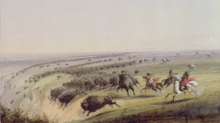 Jagtbøffel, 1837
